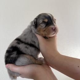 Finnegan - Blue merle male Australian Shepherd puppy in Weeki Wachee, Florida from Ace of Spades Australian Shepherds
