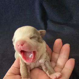 Boy 3 - Lilac male Boston Terrier puppy in Des Moines, Iowa from Razmom's Boston Terriers