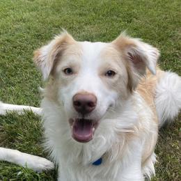 Border Collies from Mulligan Farm Border Collies