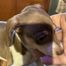 Dachshunds from Coffey’s mini Dachshounds