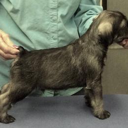 Standard Schnauzer Puppies from Stahlkrieger Standard Schnauzers