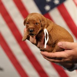 Beth - Dark golden female Golden Retriever puppy in Payette, Idaho from Stonewick Retrievers
