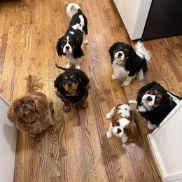 Cavalier King Charles Spaniel Puppies from Reynolds Farms Cavaliers