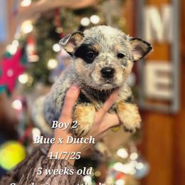 Boy 2 - Blue mottled male Australian Cattle Dog puppy in Monroe, North Carolina from Creek View Cattle Dogs