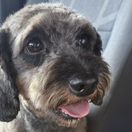Ruby - Cavapoo
