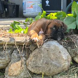 Boxer Puppies from SmashBox Kennel
