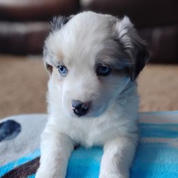 Marshmallow - Australian Shepherd puppy from Heart and Solberg Aussies
