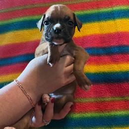 Janet - Fawn female Boxer puppy in Coal Valley, Illinois from Charron Boxers