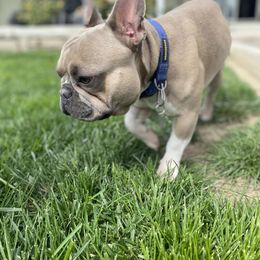 Gus - French Bulldog