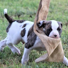 American Bulldogs from Eagle's Wing Kennels American Bulldogs