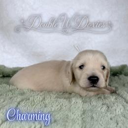 Charming - Cream male Dachshund puppy in Alto, Texas from Double W Doxies
