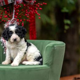 Mayor - Black and white male Cavapoo puppy in Bellingham, Washington from My Sweet Poodles and Doodles