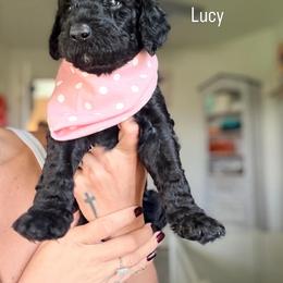 Lucy - Black and white female Assorted Doodle Crosses puppy in Port Saint Lucie, Florida from Sommerdoodle