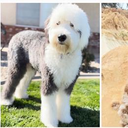 Sheepadoodle puppies from Dots Sheepadoodles
