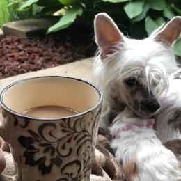 Tia - Chinese Crested