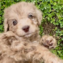Ralee - Red merle female Aussiedoodle puppy in Denton, Maryland from Royal Conron Doodles