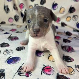 Cappuccino - Blue white and tan male Rat Terrier puppy in Rio Vista, California from CaliRats Rat Terriers