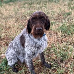 Lady - Wirehaired Pointing Griffon