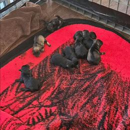 Female 3 - Black female Miniature Schnauzer puppy in Chino, California from So Cal Schnauzer
