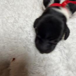 A - Piebald female Dachshund puppy in Salkum, Washington from Stonevalley Dachshunds