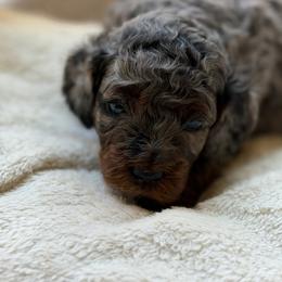 Pearl - Merle female Bernedoodle puppy in Statesville, North Carolina from Loves legacy Doodles