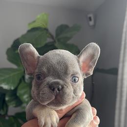 Male brown - male French Bulldog puppy in Bolingbrook, Illinois from Yara the Frenchie
