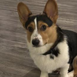 Pembroke Welsh Corgis from Red Dirt Corgis