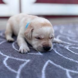 Sunny - Yellow male Labrador Retriever puppy in Garnett, Kansas from Timberland Creek Labradors