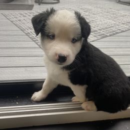 Australian Shepherd Puppies from Lil' Blue Blessings