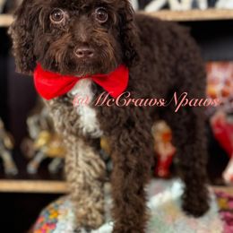 Handsome - Brown male Poodle puppy in Hesperia, California from McCraws N Paws