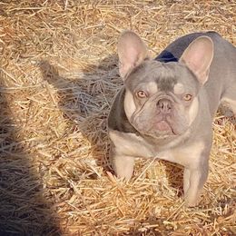 Rigoletto - French Bulldog