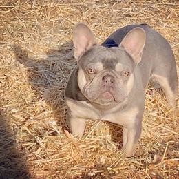 Rigoletto - French Bulldog