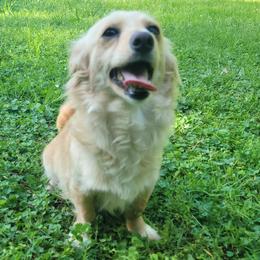 Companion Crosses and Dachshunds from Sweet Honey Bunn Hounds