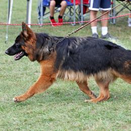 German Shepherd Puppies from Northwinds German Shepherds
