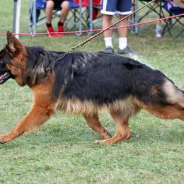 German Shepherd Puppies from Northwinds German Shepherds
