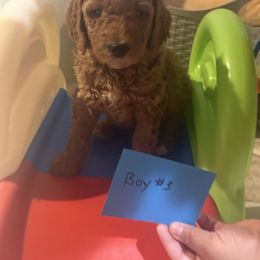 Boy3 - Brown male Poodle puppy in Detroit, Michigan from Pretty Spoiled Spoos llc