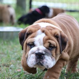 Bulldog Puppies from Magnificent Bulldogs