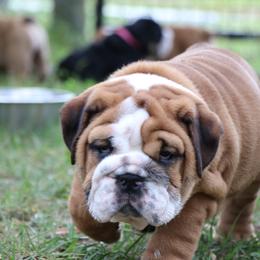 Bulldog Puppies from Magnificent Bulldogs