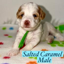 Salted Caramel - Apricot male Australian Labradoodle puppy in Beecher, Illinois from Erica’s Doodles