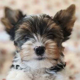 Boy 2 - male Biewer Terrier puppy in Bradenton, Florida from Bisou Biewers