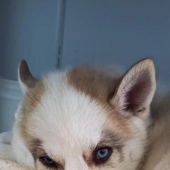Siberian Husky Puppies from Marsh Creek Huskies