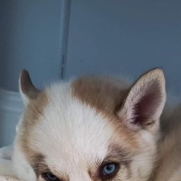 Siberian Husky Puppies from Marsh Creek Huskies