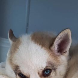 Siberian Husky Puppies from Marsh Creek Huskies