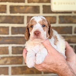 Graham - Parti male Goldendoodle puppy in Macclenny, Florida from Baker County Goldendoodles