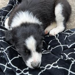 Border Collie Puppies from Roaring River Border Collies