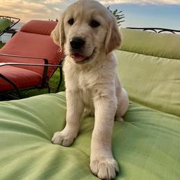 Buster - Light golden Golden Retriever puppy in Lewiston, Idaho from Twin River Goldens