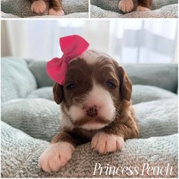 Pink Collar Puppy - Red female Australian Labradoodle puppy in Summerfield, North Carolina from Four Oaks Labradoodles