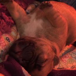 Nick - Fawn male French Bulldog puppy in Kalispell, Montana from Grace & Grit Frenchies