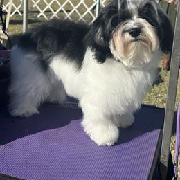 Havanese and Poodle All Grown Up from Lone Tree Havanese