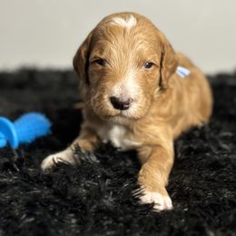 Bernedoodle, Goldendoodle, and Poodle Puppies from Poodle and Doodle Haven